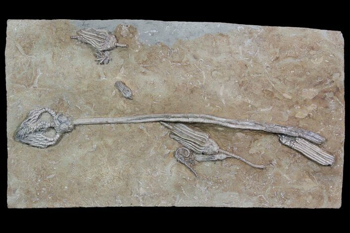 Spectacular, Crinoid Plate ( species) - Crawfordsville #92525